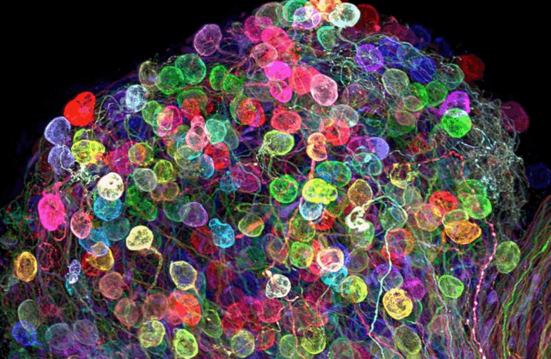 21 fotos incríveis tiradas com microscópio