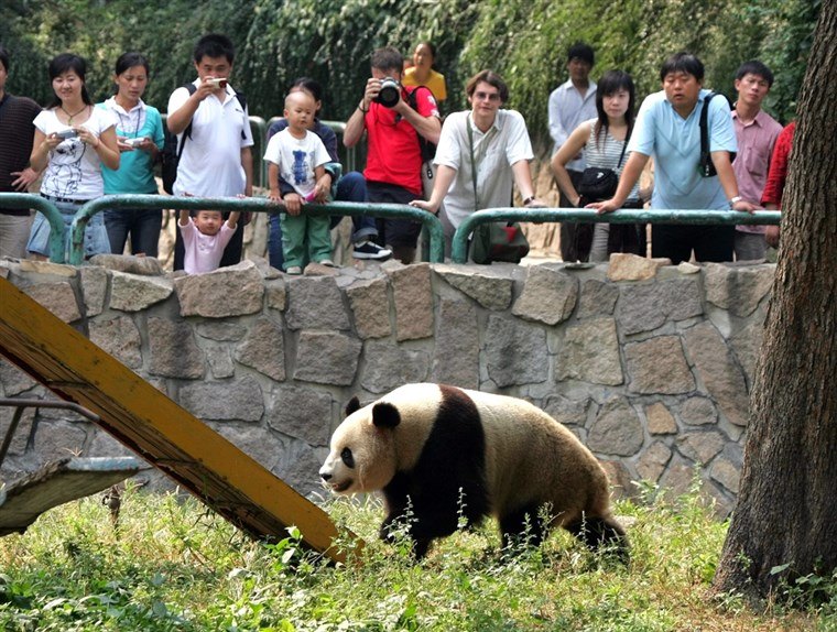 Essas pessoas escaparam de acidentes terríveis no zoológico