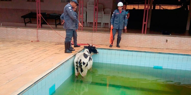 Os casos de salvamento de animais mais estranhos que os bombeiros já participaram