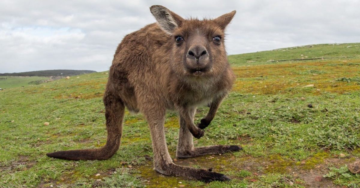 Os cangurus e mais 6 marsupiais que existem até hoje na Austrália