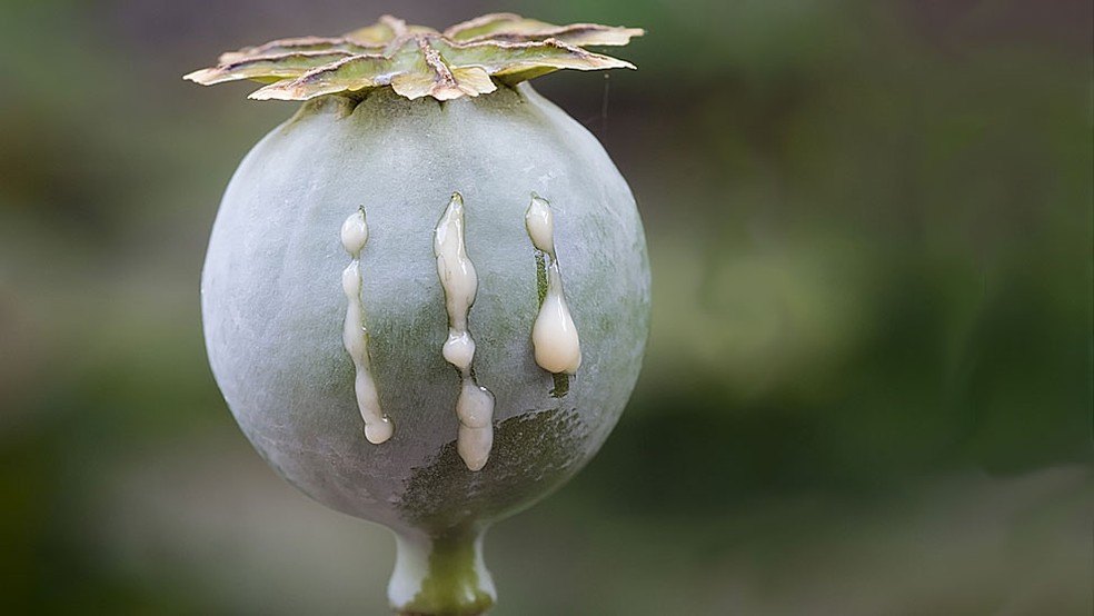 Entenda a história do ópio e como a planta causou guerras entre chineses e ingleses