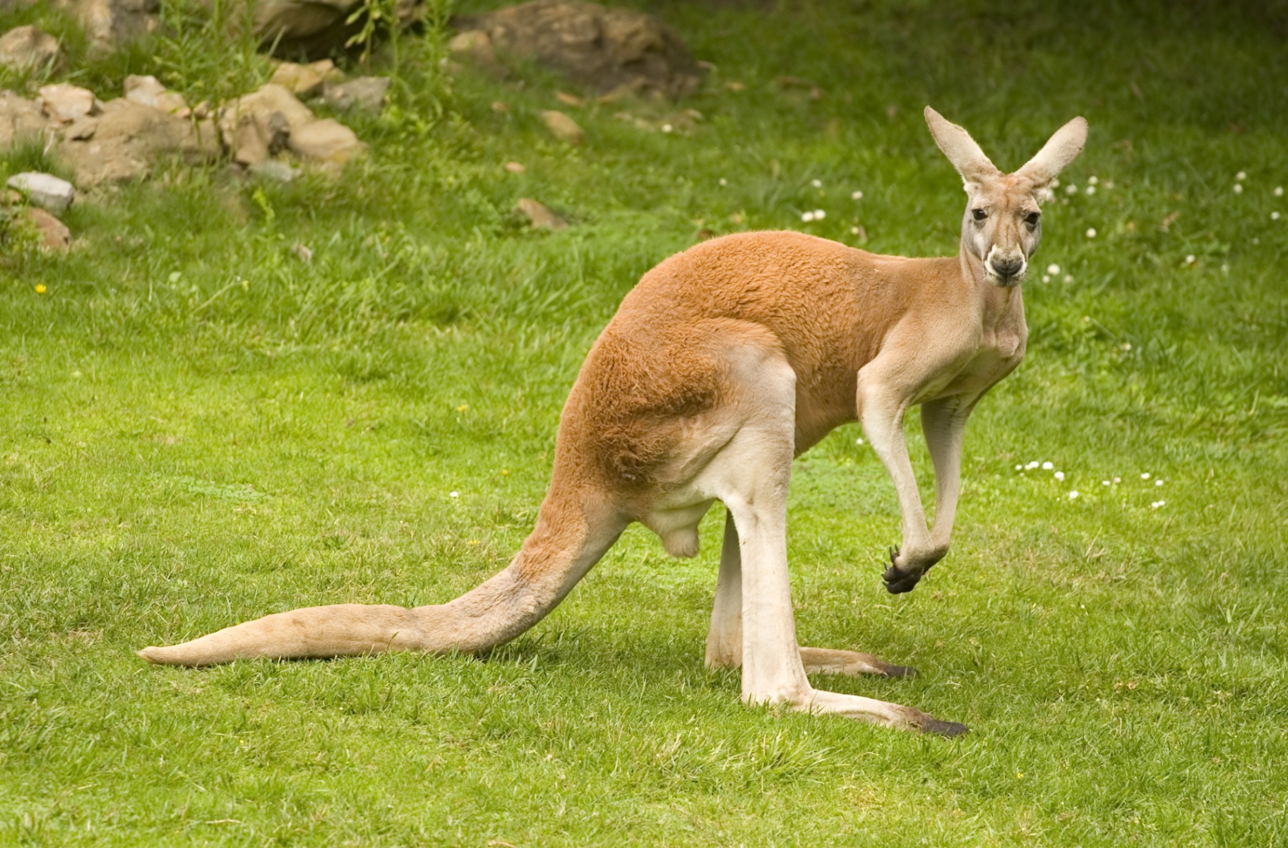 Os cangurus e mais 6 marsupiais que existem até hoje na Austrália