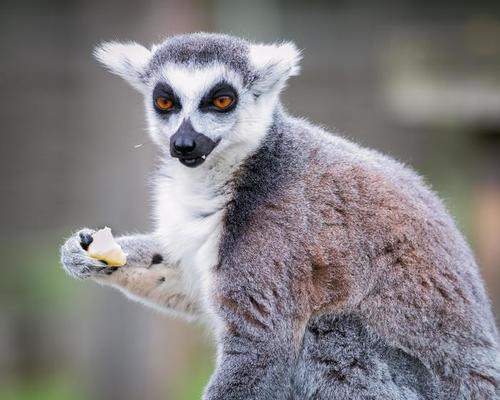 3 animais exóticos que todo mundo conheceu assistindo a Madagascar