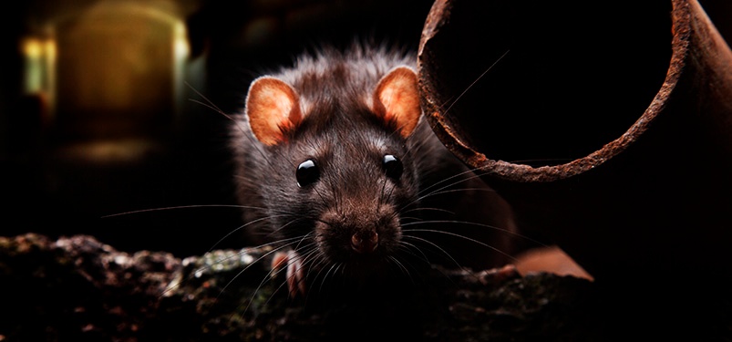 Veja essas curiosidades impressionantes sobre os ratos