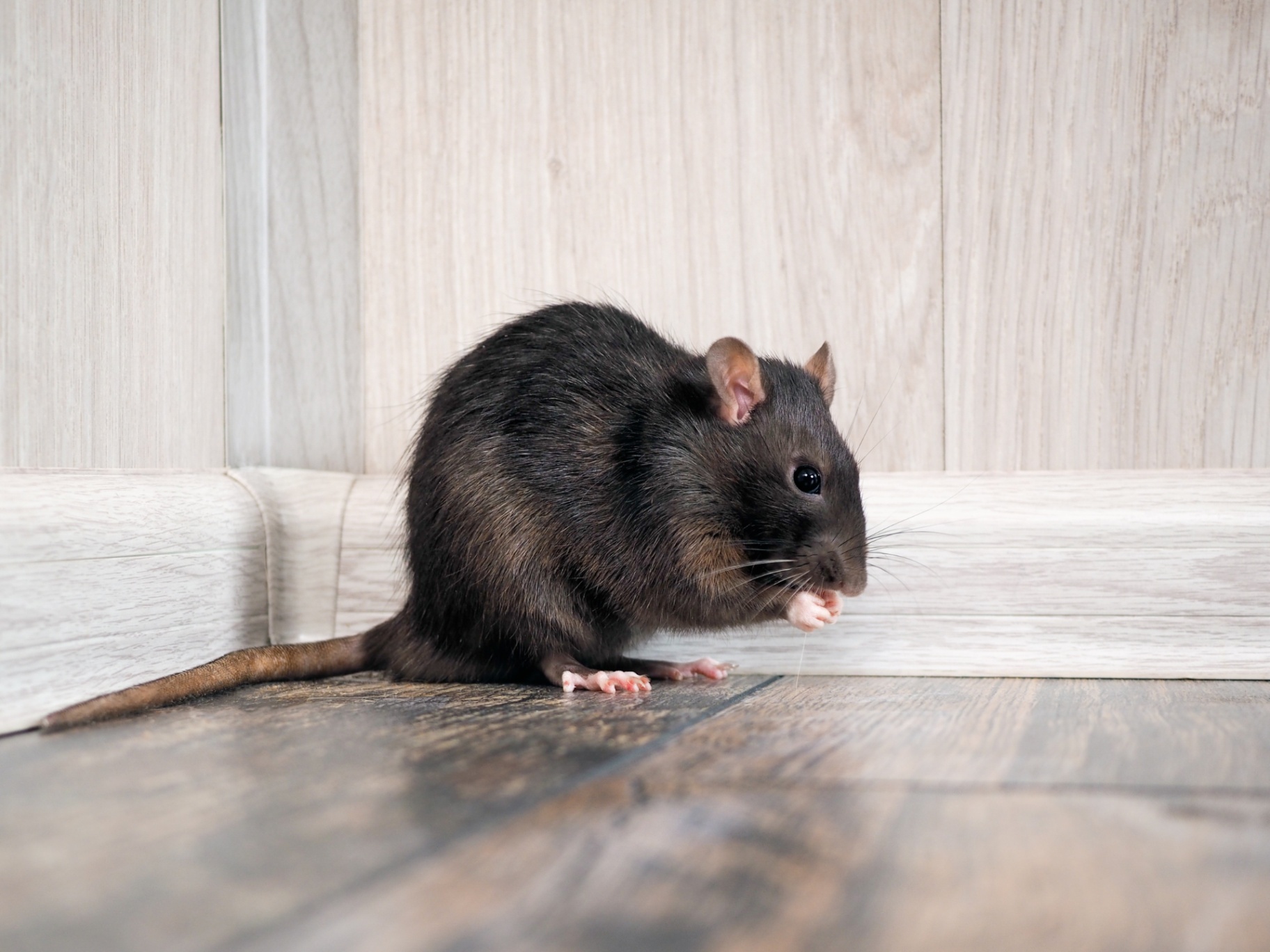 Veja essas curiosidades impressionantes sobre os ratos